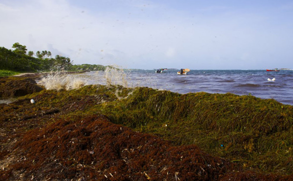 Sargasses aux Antilles: "une calamité dont nous n'avons probablement pas pris toute la mesure", reconnaît Hulot