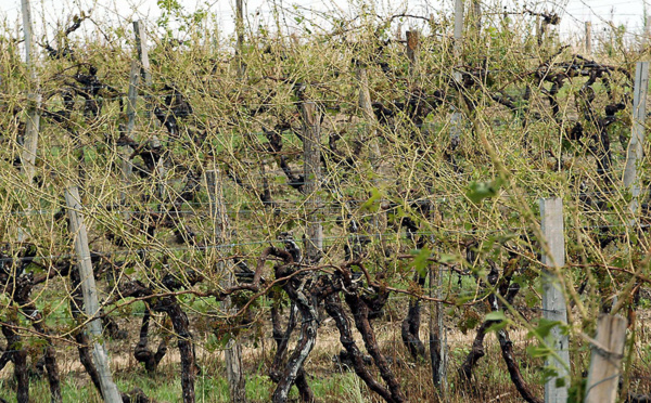 Grêle: près de 7.000 hectares touchés dans le vignoble bordelais