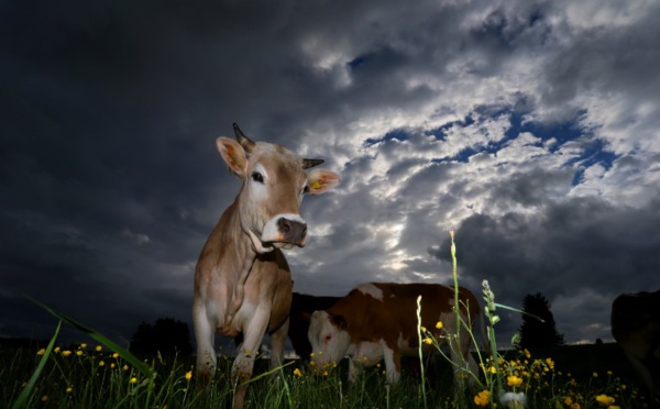Veaux, vaches, cochons et coups de pression: la cause animale à l'Assemblée