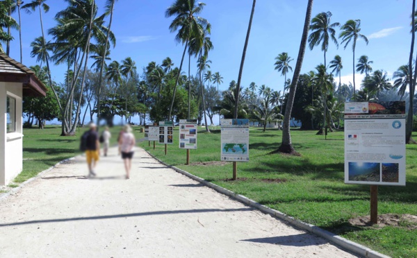 Les coraux en photos sur la plage de Tiahura de Moorea