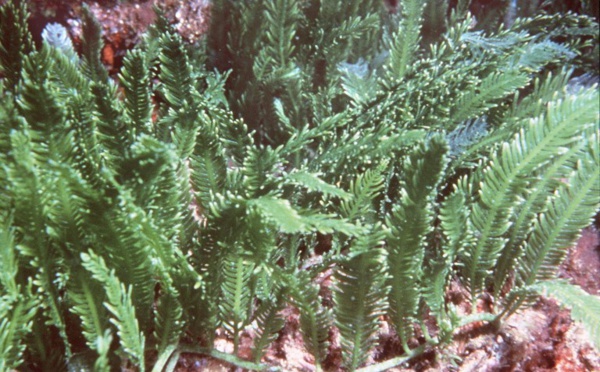 Guadeloupe: fermeture d'écoles à cause des sargasses