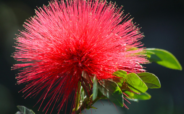 Floralies: voyage au Pays des fleurs de Tahiti