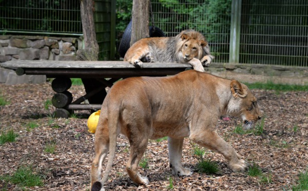 Allemagne : des félins s'échappent de leur enclos avant d'être retrouvés