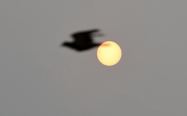 Pollution de l’air : le niveau d’alerte 2 activé en Martinique