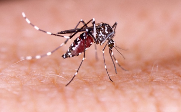 Dengue de type 2 : la Polynésie placée en alerte sanitaire