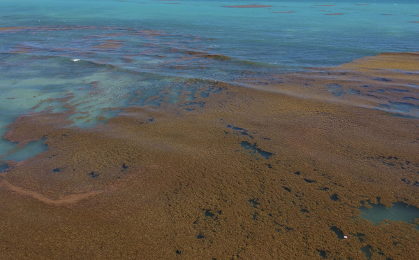 Nicolas Hulot promet un ramassage de sargasses en moins de 48h sur les côtes de Guadeloupe