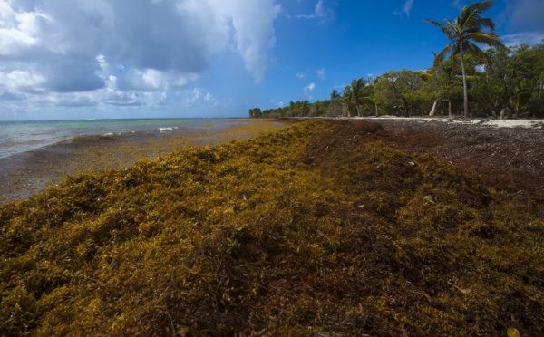 Le gouvernement annonce un plan de 10 millions d'euros contre les sargasses