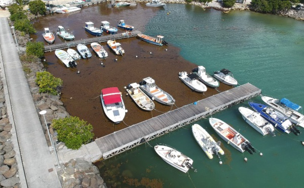 Rencontre internationale sur les sargasses début octobre en Martinique