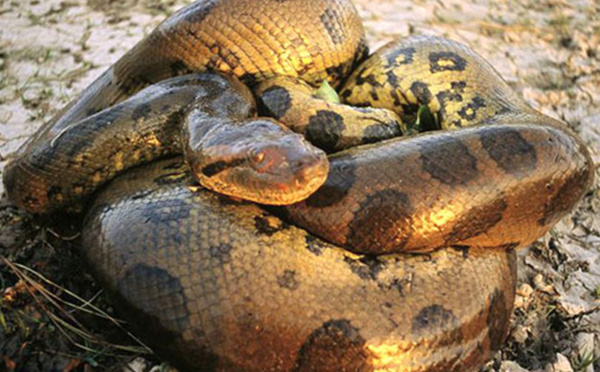 Un python de 4 m retrouvé dans la forêt de Nelle-Calédonie