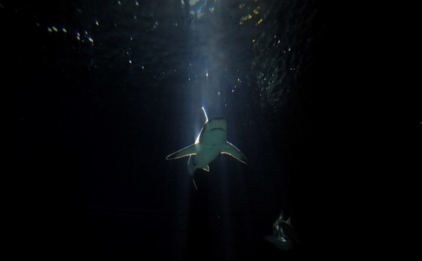 Côtes-d'Armor: au moins 450 requins retrouvés morts