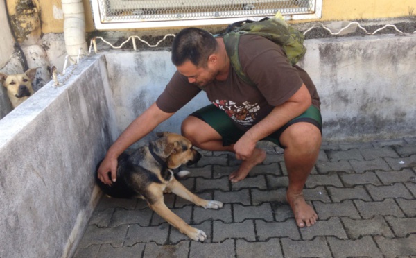Chiens des SDF capturés : la justice saisie en urgence