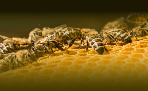 Sauver les abeilles, une nécessité !