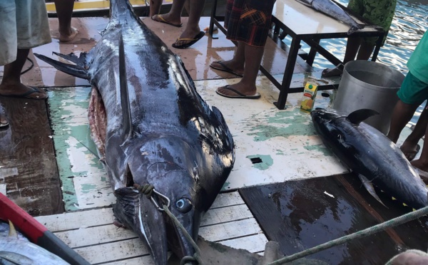 Un espadon de 250 kilos pêché à Maupiti