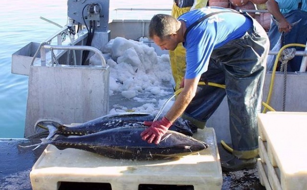 Pêche: De nouvelles formations dispensées par l’IFMPC