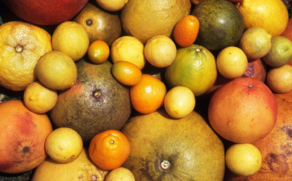 Carnet de voyage - C’est la saison des Rutacées !