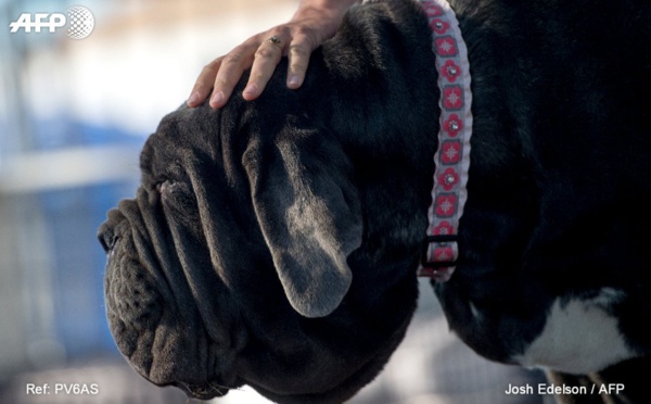 Chien éviscéré et tué au couteau : un an et 9 mois de prison ferme