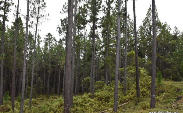 Bois : un investissement de 1.7 milliard à Nuku Hiva