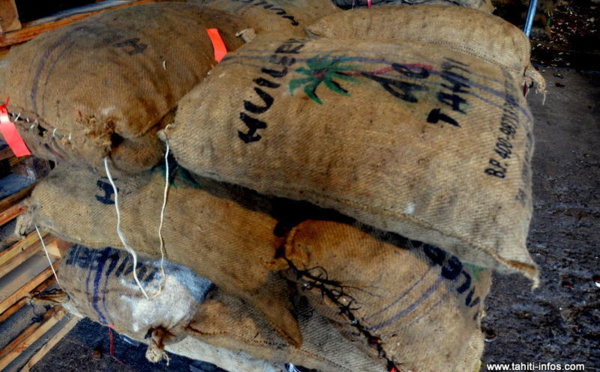 Une étude sur la diversification des produits du cocotier
