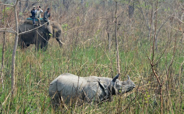 Le Népal pratique la "diplomatie du rhino" avec la Chine