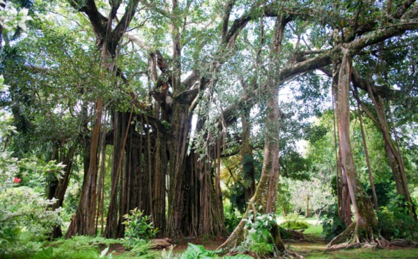 Le jardin botanique (re)pris en main
