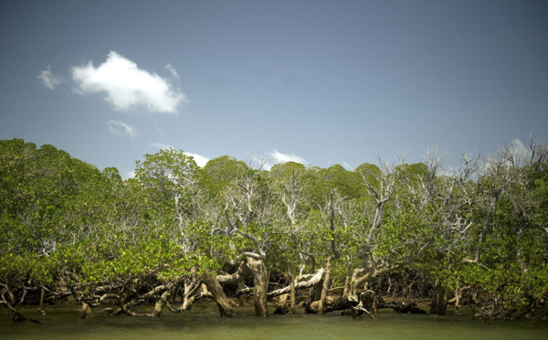 Les mangroves, un écosystème remarquable