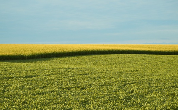 La mutagenèse produit bien des OGM, "décision historique" de la justice de l'UE