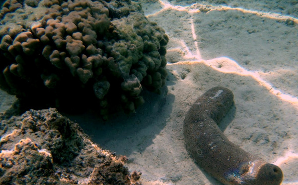 Ouverture de la campagne de pêche réglementée aux "rori" à Raroia et Faaite