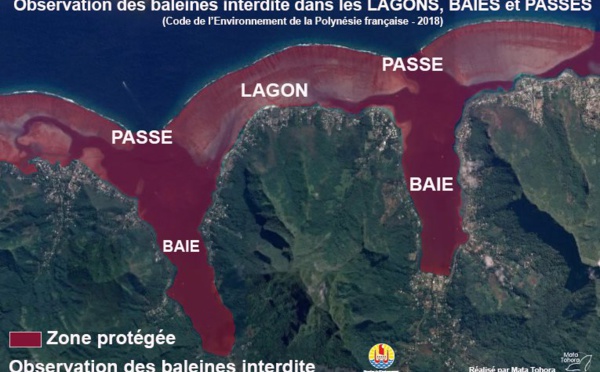 Trois baleines à bosse dans le lagon de Bora Bora