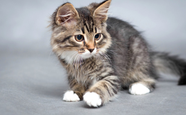 Le chat à l’honneur !