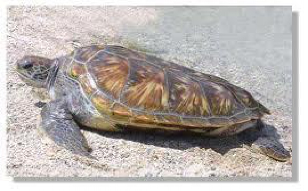 Communiqué du Ministre de la santé et de l'écologie relatif aux tortues marines