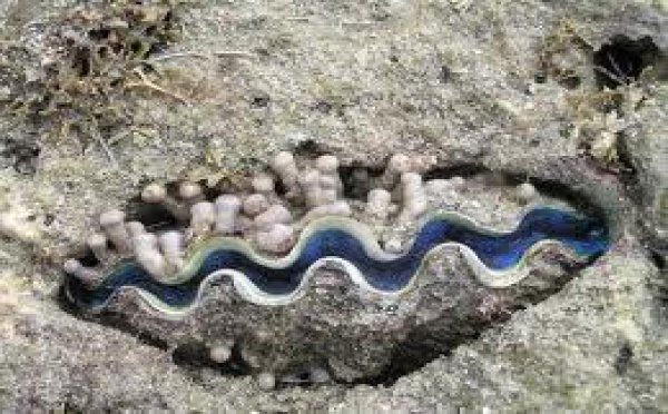 Réglementation des activités de collectage, d’élevage et de repeuplement de bénitiers