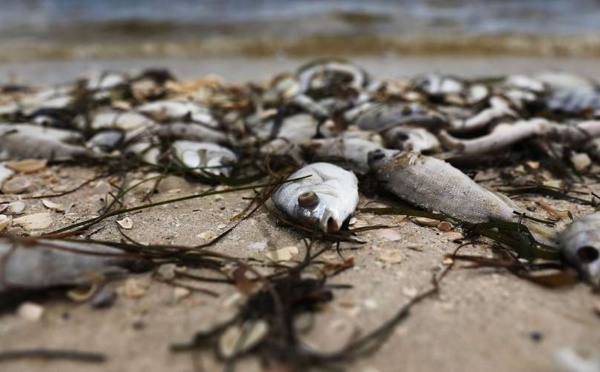 Une "marée rouge" décime la population aquatique de la côte ouest de la Floride