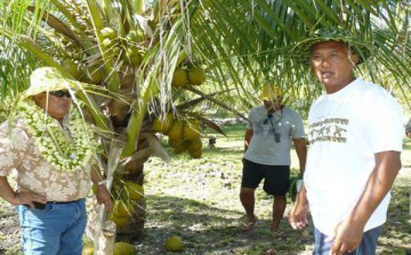 Une nouvelle entreprise à Tahaa