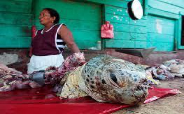 Micronésie: 6 personnes mortes après avoir consommé de la viande de tortue