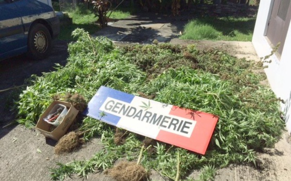 Les gendarmes ont détruit 136 plants de cannabis à Huahine et 287 à Papara