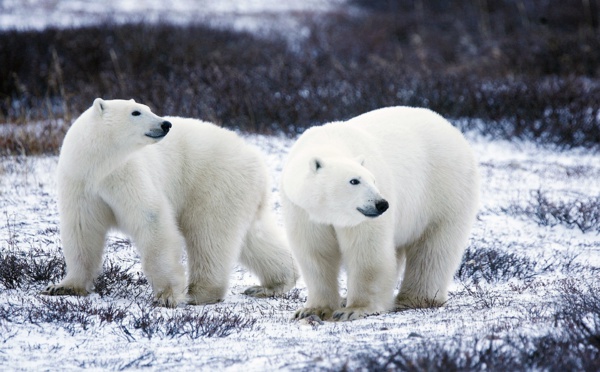 Canada: un chasseur inuit tué dans l'Arctique par un ours polaire