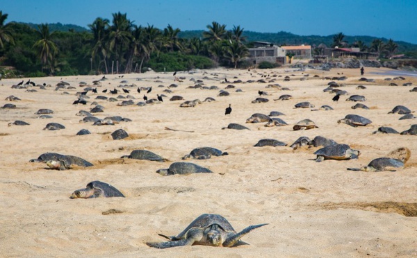 Des centaines de tortues trouvées mortes dans le Pacifique mexicain