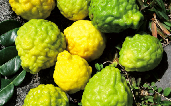 Carnet de voyage - Fruits colorés de Rurutu