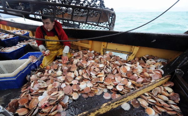 Coquilles Saint-Jacques: la Marine française mobilisée pour éviter des heurts