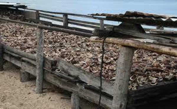 Prise en charge du fret dans les îles pour le noni et le coco