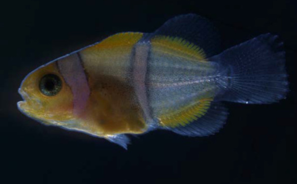 Elucider le mystère des bandes blanches des poissons-clowns 