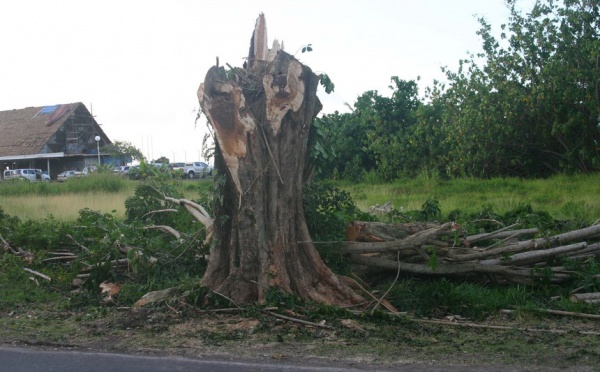 Raiatea, les abres victimes d'un élagage sauvage