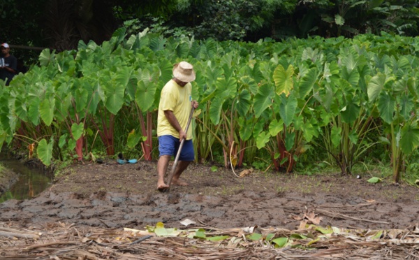 Un séminaire pour l’agriculture et la pêche lagonaire 
