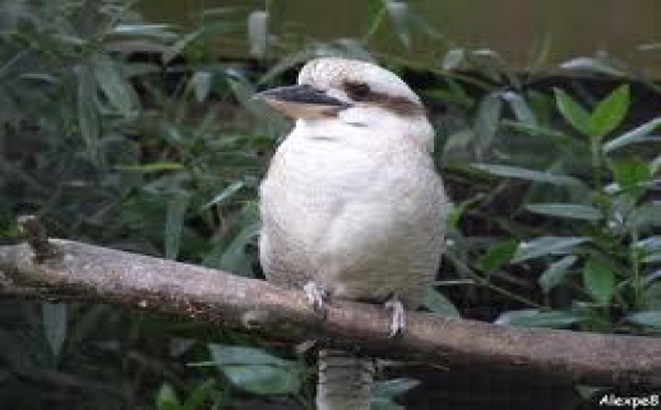 Découverte en Australie de deux spécimens rares de l'oiseau symbole du pays