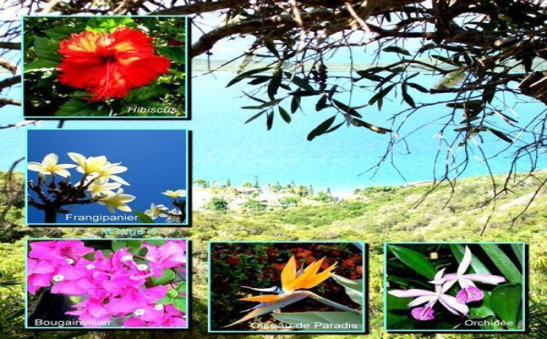 Les plantes de Nouvelle-Calédonie, émeraude planétaire