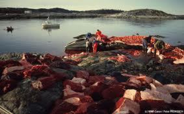 Nouvelle saison de chasse à la baleine : appel à la retenue en Antarctique