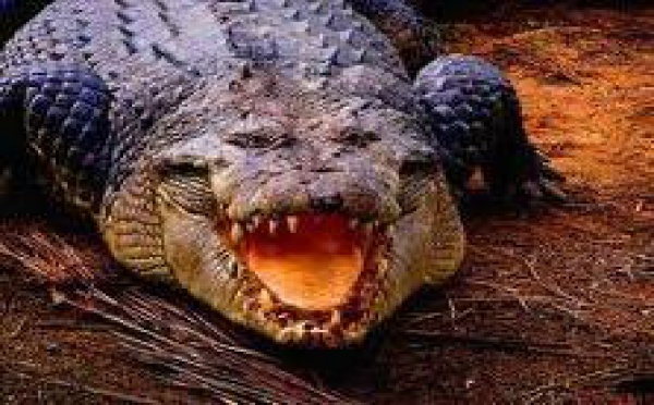 Nombre record de prises de crocodiles dans le Nord de l’Australie