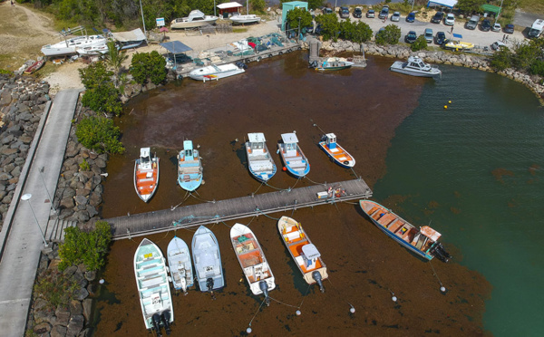 Antilles: une plainte visant l'Etat dénonce ses insuffisances face à la crise des sargasses