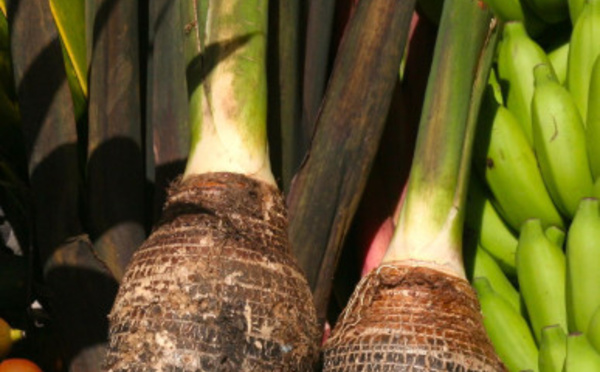 Carnet de voyage - Les 40 plantes des grands va’a