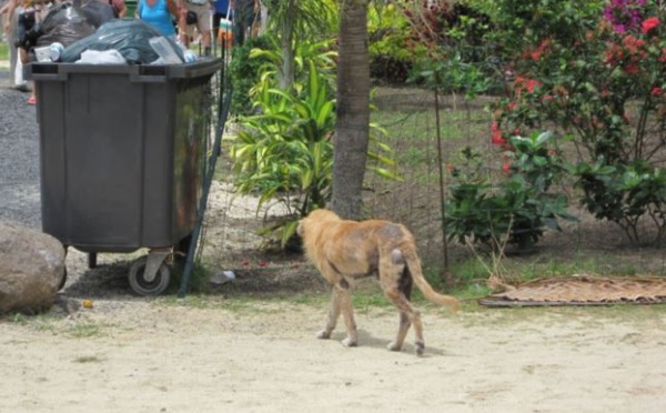 Faa’a : l’interdiction du nourrissage des animaux errants confirmée en justice